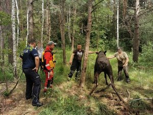 W lesie policjanci i strażacy wyciągnęli z bagna łosia