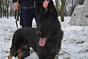 Policyjny pies służbowy