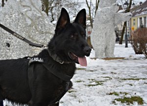Policyjny pies służbowy w plenerze