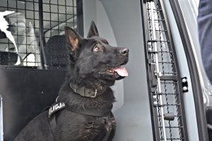Policyjny pies służbowy w samochodzie
