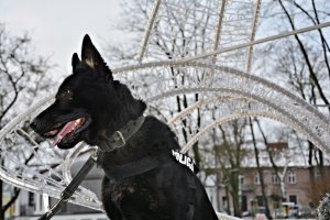 Policyjny pies służbowy w plenerze