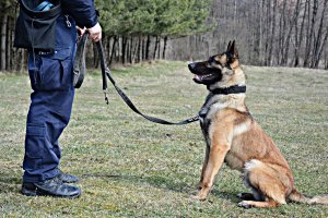Policyjny pies służbowy w trakcie szkolenia siedzi przed przewodnikiem