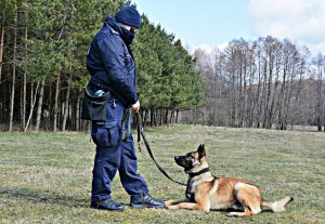 Policyjny pies służbowy w trakcie szkolenia leży przed przewodnikiem