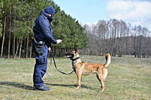 Policyjny pies służbowy w trakcie szkolenia stoi przed przewodnikiem