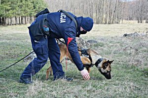 Policyjny pies służbowy w trakcie szkolenia z przewodnikiem w takcie nawęszania zapachu