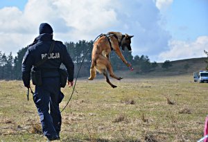 Policyjny pies służbowy w trakcie szkolenia bawi się piłeczką