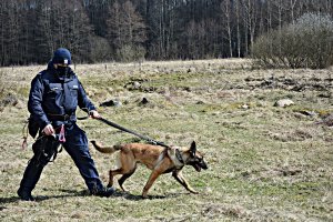 Policyjny pies służbowy w trakcie szkolenia z  przewodnikiem