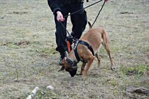 Policyjny pies służbowy w trakcie szkolenia z przewodnikiem