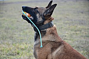 Policyjny pies służbowy w trakcie szkolenia