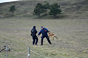 Policyjny pies służbowy w trakcie szkolenia z przewodnikiem