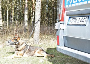 Policyjny pies służbowy na szkoleniu, lezy przy radiowozie